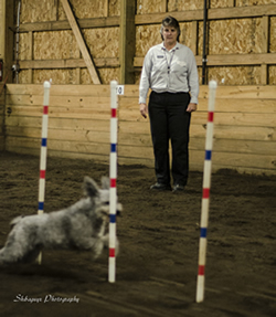 Sage eyes Bella, a Pumi handled by Karen Beattie-Massey, of Issaquah, as it moves through weave poles. To make certain none are missed, Sage counts each weave movement. Bella was a bronze medalist in the American and Caribbean agility championships in 2012 and won a place on the AKC U.S. Agility Team that competed in the 2013 European Open in Belgium. 