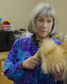 Chilly’s hind leg is put through a passive range-of-motion test by Schaefer.