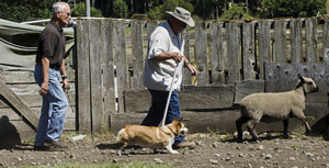 Maggie and owner-handler Ranny Green are marching to the beat of a new drummer, namely instructor Joe Kapelos, during a getting acquainted with sheep-herding session at Ewe-topia in Roy (Pierce County). "I'm teaching the owner more than I'm teaching the dog in the introductory classes," says Kapelos.