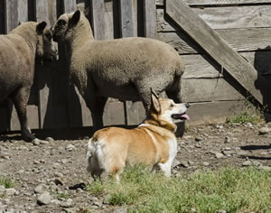 The Pembroke Welsh Corgi seems to be asking: “What do you want me to do now?”