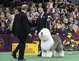 Dougherty looks over Swagger, a 90-pound Old English Sheepdog, in the Westminster best-in-show ring as owner-handler Colton Johnson, of Colorado Springs, Colo., looks on. 