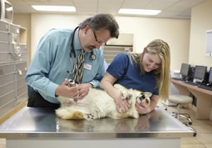 This corgi is getting ready to receive an injection of Oncept, the first commercially available vaccine for the treatment of canine melanoma. Bergman was the principal veterinary investigator for the vaccine during its development.