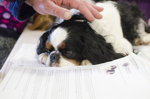 This Cavalier King Charles spaniel takes a break in a club educational booth at the Seattle Kennel Club’s March shows.