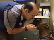 Dr. Jeffrey Berman, of Fort Washington Veterinary Hospital in Levittown, Pa., checks over Gus, a young boxer that was presented with a heart murmur.
