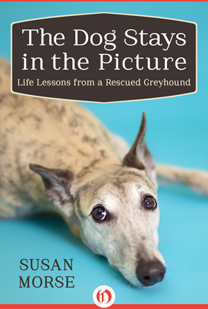 dog stays in the picture cover