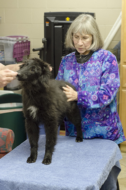 Dr. Patti Schaefer checks Falyn, a Belgian sheepdog puppy, owned by Kathy Lang, of Federal Way, for asymmetries.