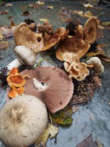 mushrooms