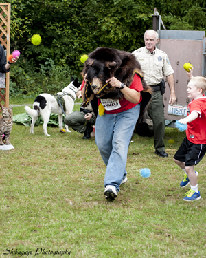 At a Riverdog Canine Coaching event in Issaquah in mid-September, a Washington State Department of Fish and Wildlife employee plays a bear fleeing the scene of a release. Officer Bruce Richards and Karelian Bear Dog Savute are in the background. The public was invited to participate in the demonstration by yelling and screaming and throwing plastic balls at the two-legged bear on the move.