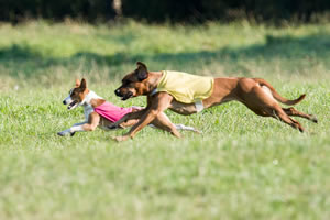 Chief, left, a basenji, owned by Katie Campbell, of Seattle, runs stride-for-stride with a Rhodesian Ridgeback in a best-in-field match-up at the American Kennel Club National Lure Coursing Championships in North Bend in September.