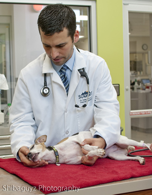 Dr. Kelly McCord, of Summit Veterinary Referal Center in Tacoma, gives Lucy a check-up in early May.