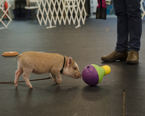 Amy is very food motivated and loves her treats. Here she noses an interactive toy to make goodies fall out.
