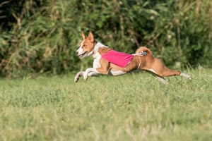 Chief flies across the undulating grassy terrain over the 1,384-yard course.