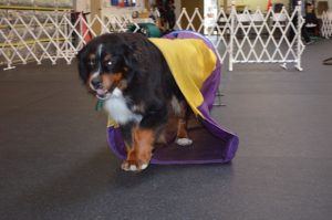 Loki, Timbers’ Bernese Mountain Dog, emerges from a chute during an agility practice sessions at Family Dog Training Center in Kent.