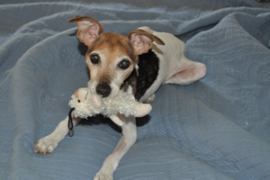 The playful Jack Russell Terrier is saying, "Don't think about taking this away from me."