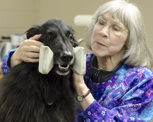 Schaefer probes the jaw muscles of Tory, a Belgan sheepdog, for spasms and tone. The dog, owned by Lang, had been experiencing trouble holding his dumbbell in competition