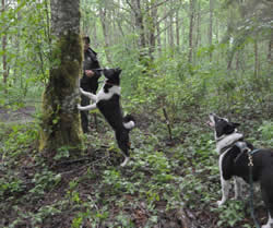 While a bear is treed, Karelian Bear Dog Indy is outstretched at the base of the tree and KBD Mishka stands alongside barking.