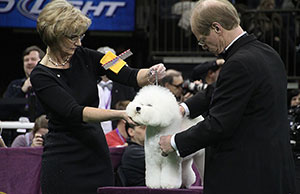 It’s time to get up close and personal with Westminster finalist Honor, a Bichon Frise, while handler Lisa Bettis, of Goshen, Ind., watches. 