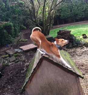 Naziki likes the view from the roof of her West Seattle doghouse. The surroundings are not quite the same as her native Africa but she has adapted nicely.