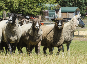 Maggie’s first visit to Ewe-topia included an open-field assignment to herd these big creatures together and and bring back any escape artist to the flock.