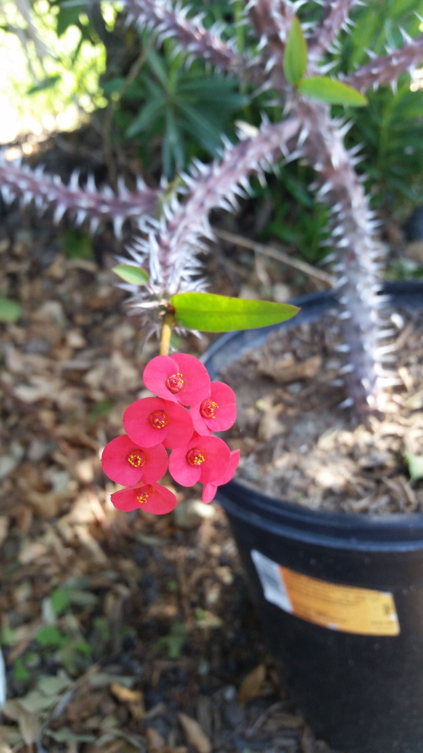 5 gal. Crown of Thorns