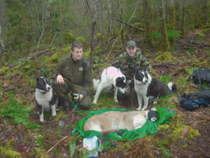 From left, Colter and Jorg, Savute and Moszeter, along with Mishka, pause for a few moments behind a tranquilized cougar, which was released several hours later in the wild.
