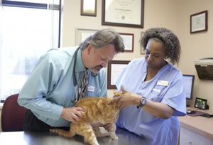 Bergman conducts a physical examination on a feline patient while Kathy Harris, an assistant, steadies the animal.
