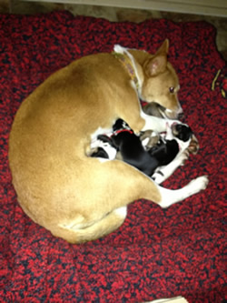 The native Basenji was the “best mother I have had in all my years of breeding,” says owner-breeder-handler Katie Campbell, of Seattle. 