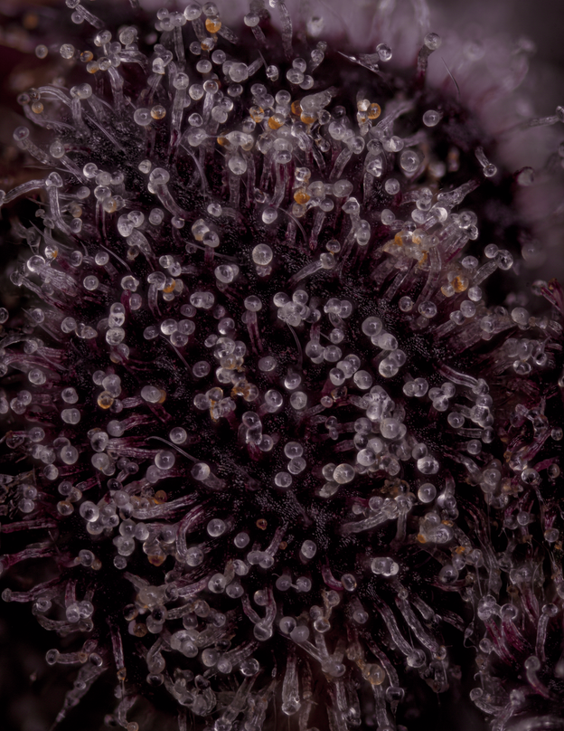 Live Grapple Pie plant in flowering stage grown indoors with frosty trichome-covered nugs picture Ultra Macro