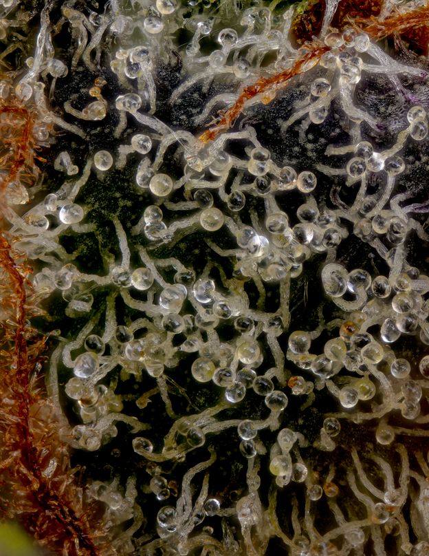 Cured Trimmed Lime Optix #10 cannabis nug grown indoors with Frosty Trichome-Covered Ultra Macro picture