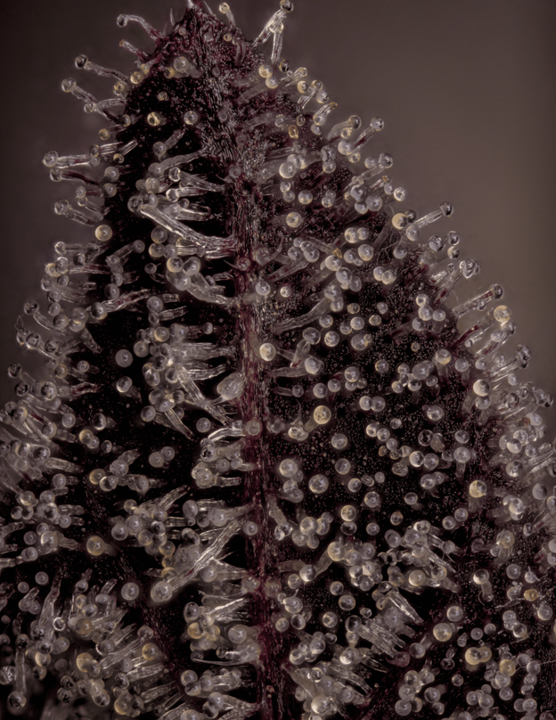 Live Blowpops plant in the flowering stage with frosty trichome-covered nugs grown indoors Ultra Macro