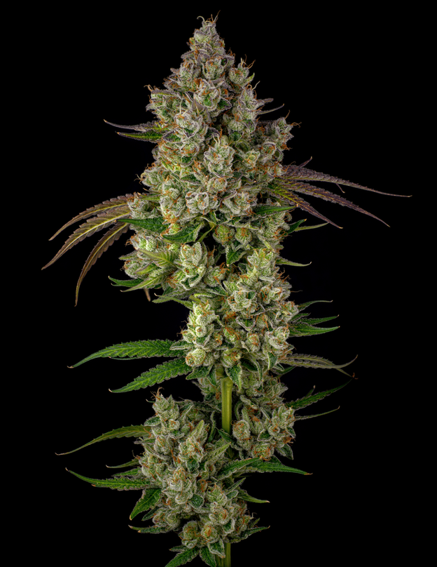 Live Suga Ray Leonard #15 cannabis plant in flowering stage grown indoors covered in frosty trichomes