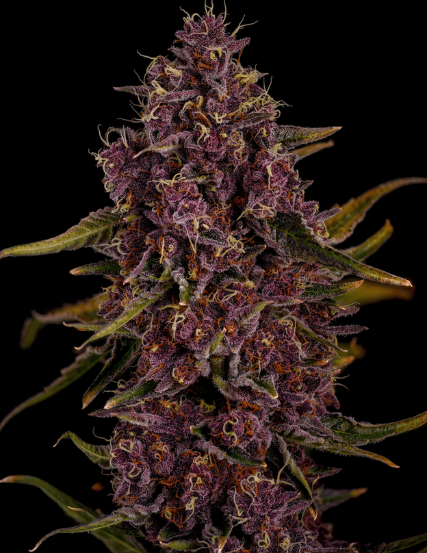 Live Tahitian Sherb cannabis plant grown indoors in flowering stage covered in frosty trichomes picture