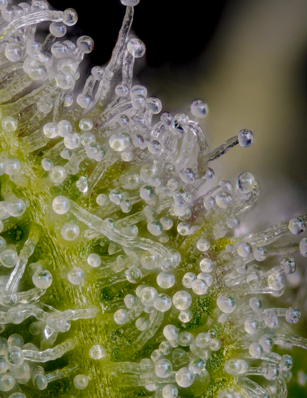 Live Lime Optix #10 plant in flowering stage grown indoors with frosty trichome-covered nugs Ultra macro picture