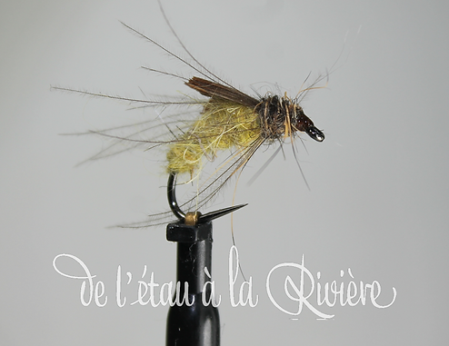 nymphe trichoptere jaune (Copier).png