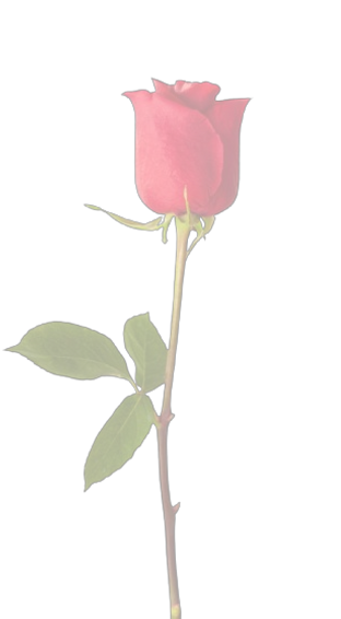 long_stem_red_rose_2-removebg-preview_ed