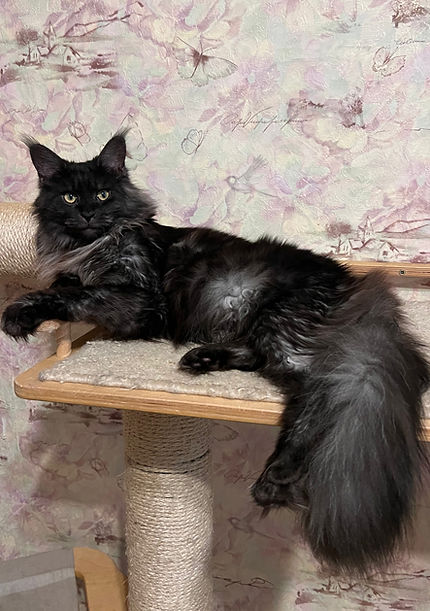 Кіт мейн-кун показує довжину хвоста у повному зріст