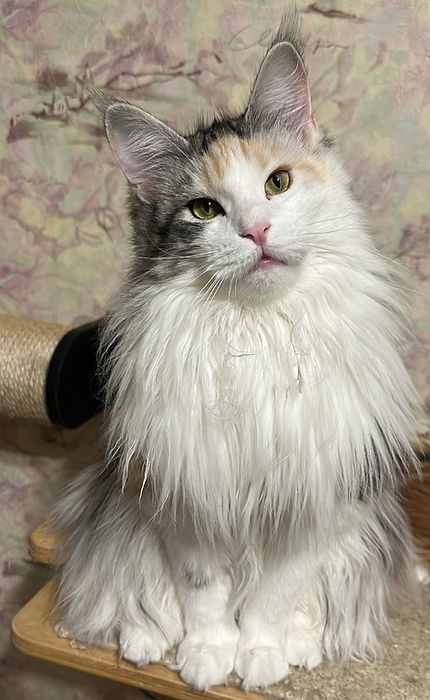 Дорослий мейн-кун на білому тлі в класичній виставковій позі