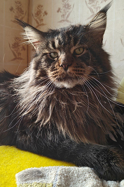 Нежный мейн-кун котёнок ищет новый дом