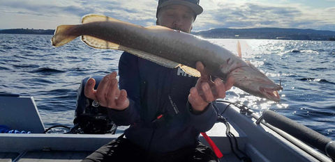 Trondheim Fishing - Common Ling