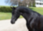 Meet Our Stallions