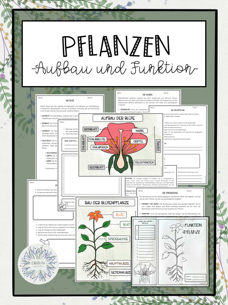 Aufbau und Funktion von Blütenpflanzen