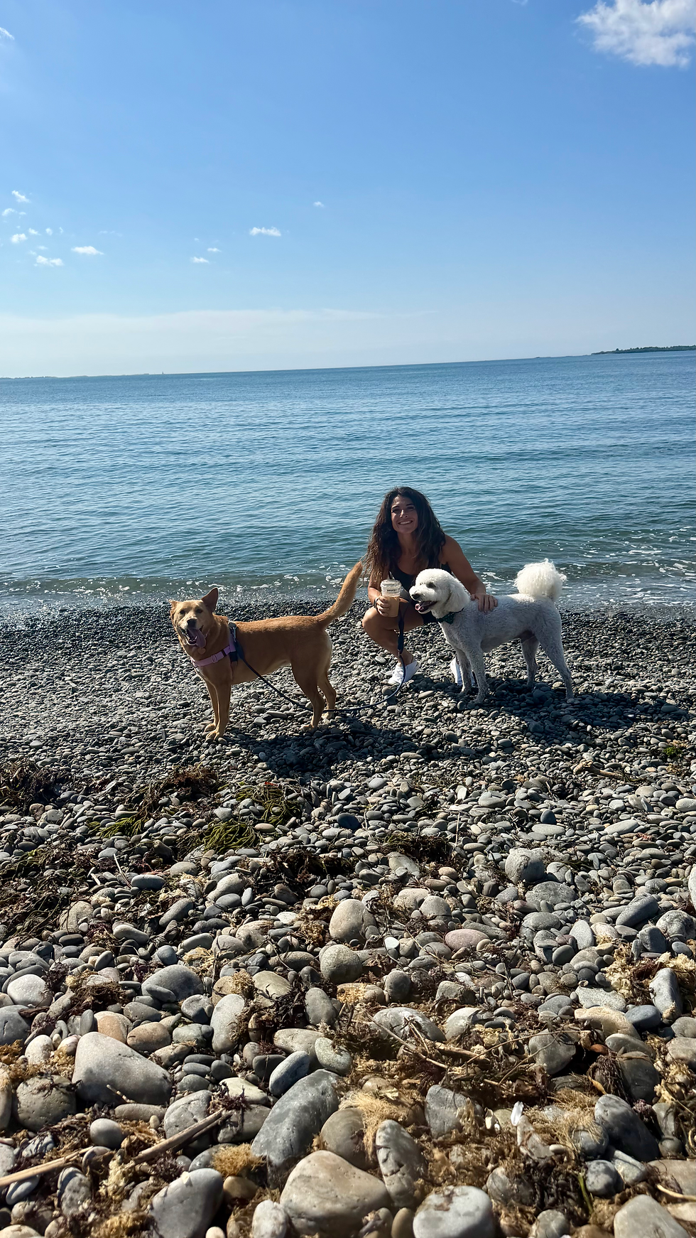 Two dogs exploring Pebble Beach in Middletown, RI, just outside Newport