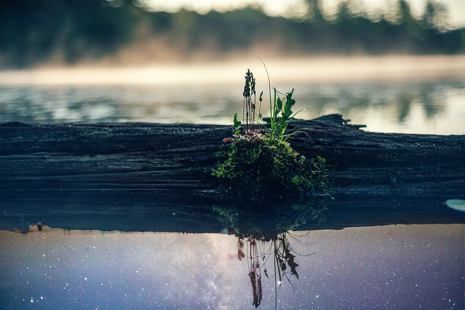 weed reflect.jpg