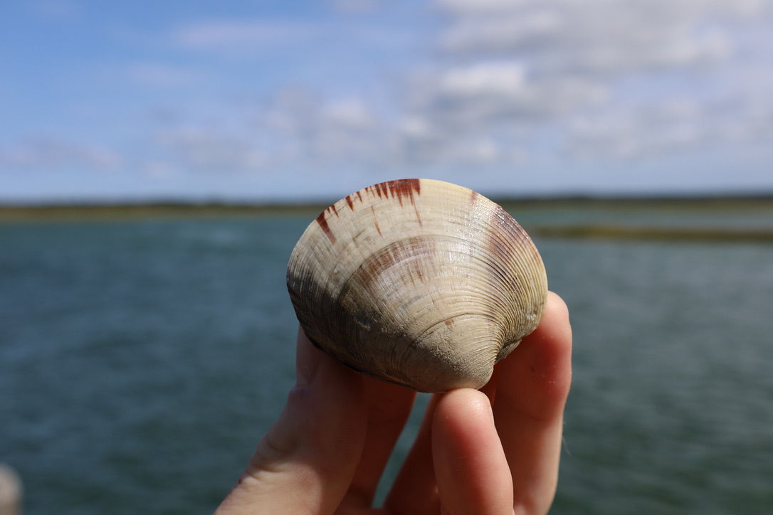 Littleneck Clams