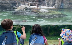Cosmopolitan Kids summer camp kids go on field trip to Seattle Aquarium