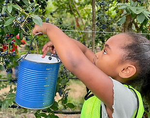 Cosmopolitan Kids after school care student picking berries outside