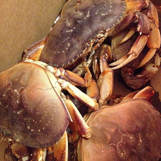 Crab!