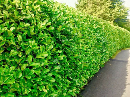 🌿 Cherry Laurel (Prunus laurocerasus): The Best Fast-Growing Evergreen Hedge