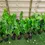 Thumbnail: 50x (1.5-2ft) tall Cherry Laurel Hedging Plants
