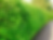 cherry laurel background photo